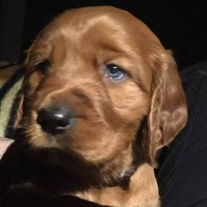 Meet your Posher, Pat